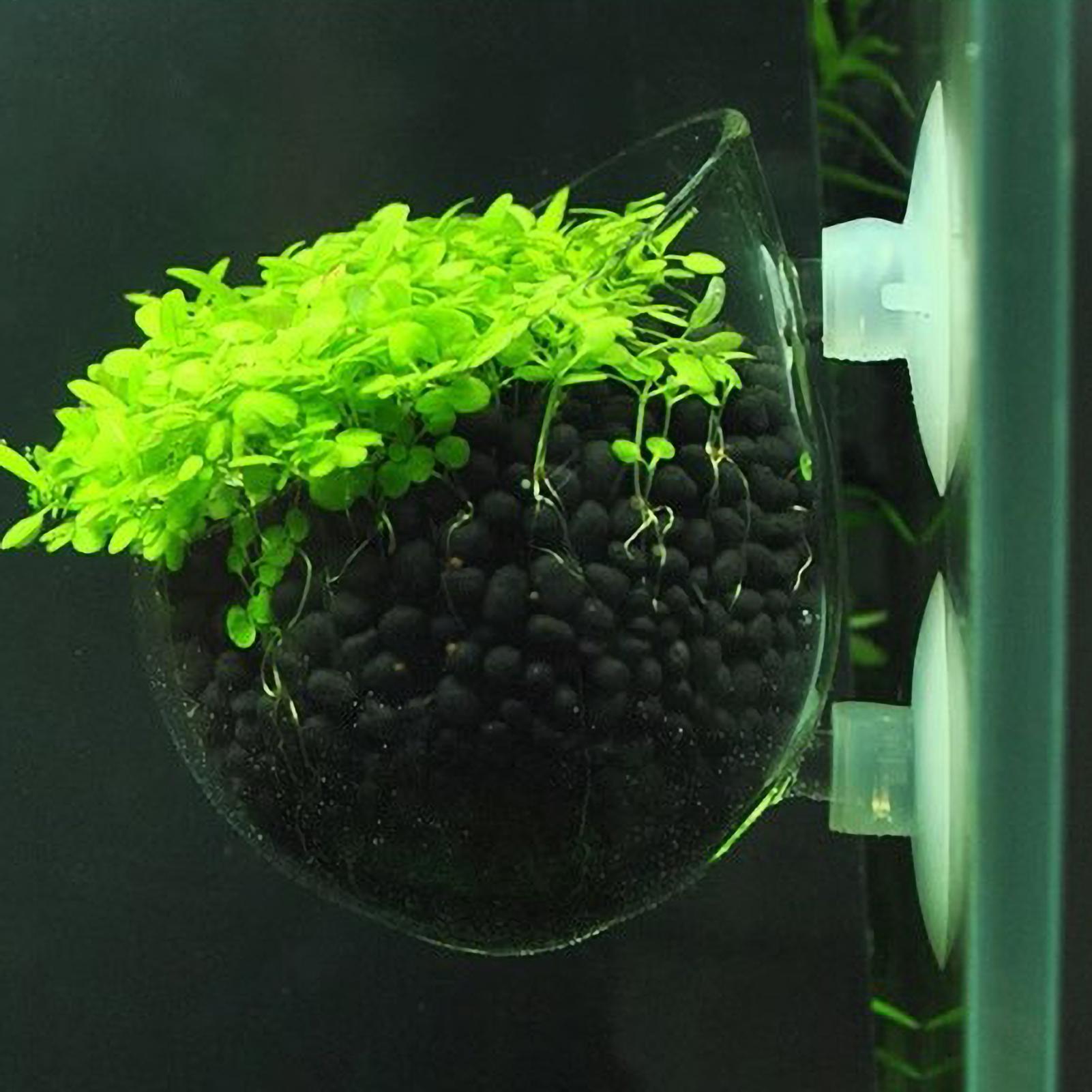 Planted Aquarium Media - 水槽用植物ホルダー ガラス製水草ポット 吸盤付き 生きた植物 魚タンクホルダー 水草プランター
