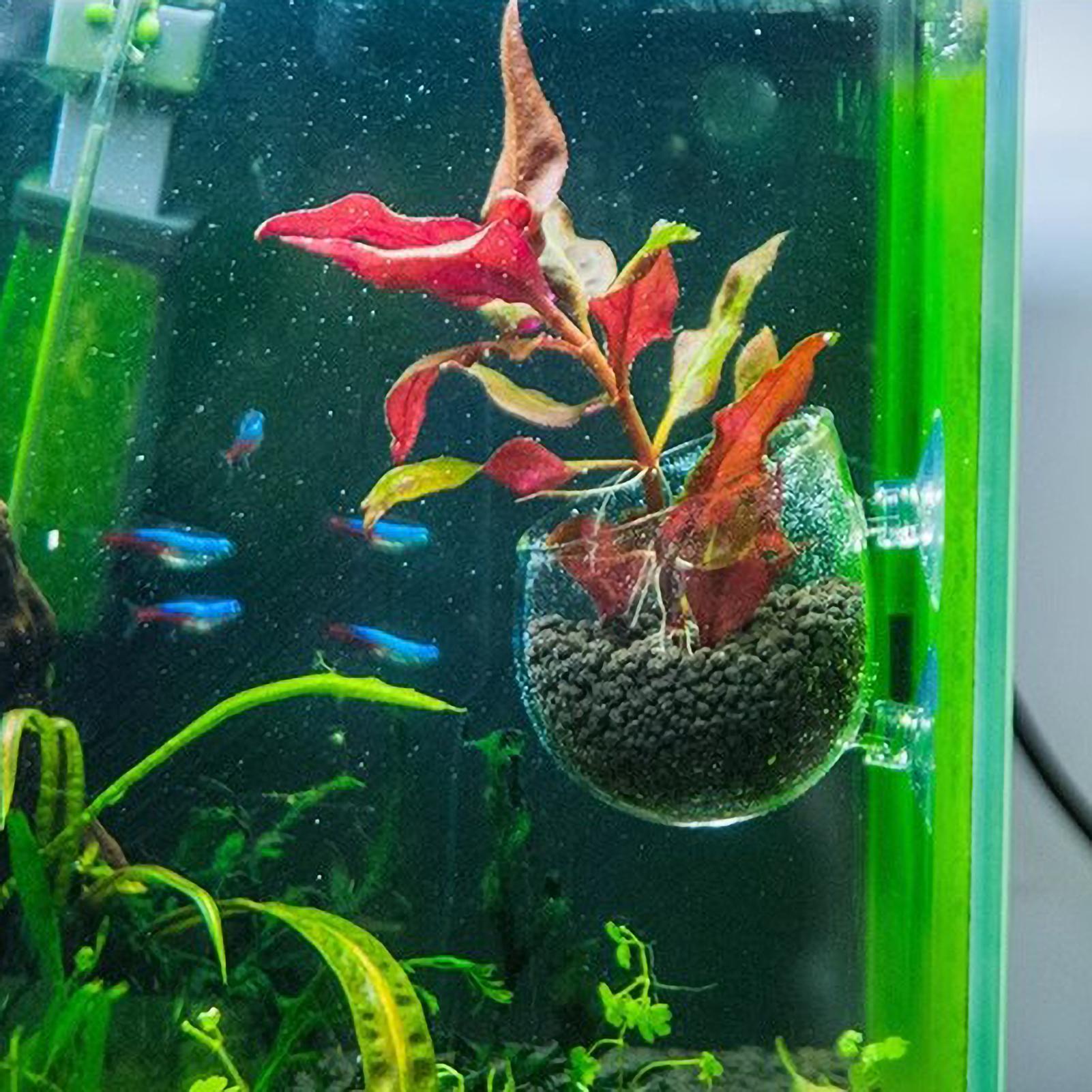 水槽用植物ホルダー ガラス製水草ポット 吸盤付き 生きた植物 - Planted Aquarium Media のレビューと価格