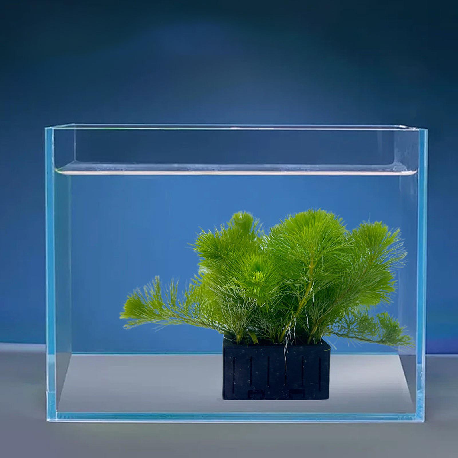 水槽用植物バスケット PPプラスチック 水耕栽培ホルダー 水 - Planted Aquarium Mini のレビューと価格